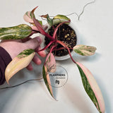 Variegated Plant
Gift Houseplant
Rare Philodendron