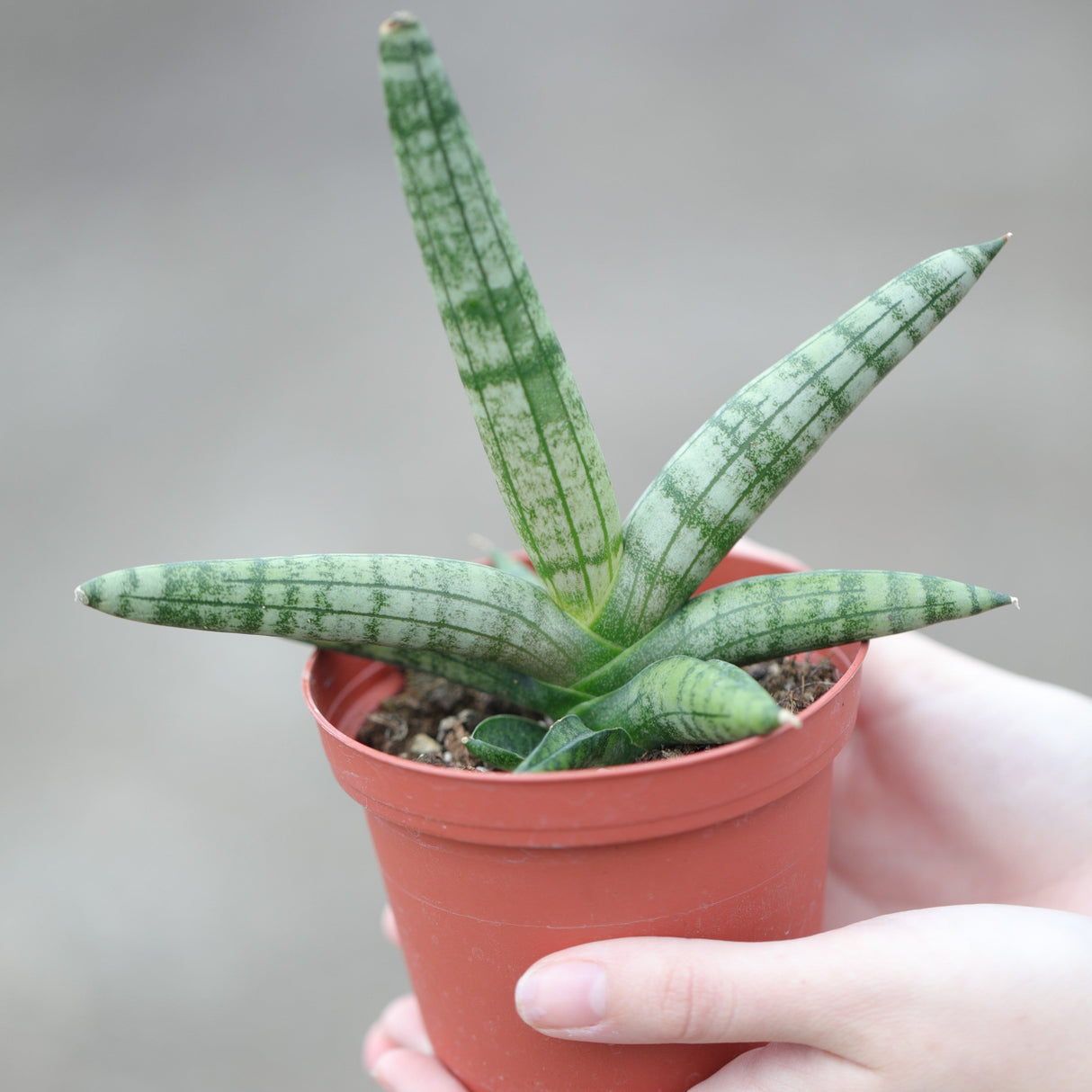 Sansevieria Cylindrica Boncel in 3" Nursery Pot - Starfish Snake Plant