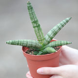 Sansevieria Cylindrica Boncel in 3" Nursery Pot - Starfish Snake Plant