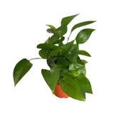 4" Jade Pothos ( Wholesale Indoor Plant Case of 10 Pots)