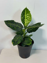 Dieffenbachia Reflector in a 6” Pot | Rare Dumb Cane | Speckled Foliage Plant | Low Light Live Houseplant | Easy Care Tropical Indoor Plant