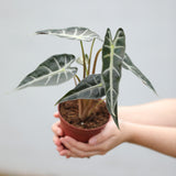 Alocasia Bambino Arrow in a 4" Nursery Pot