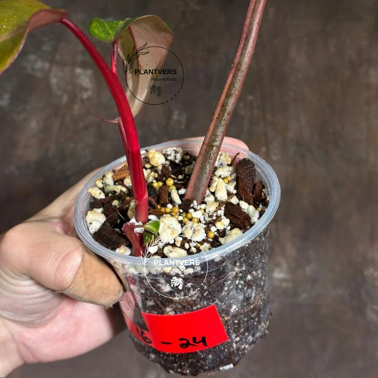 Variegated Philodendron Strawberry Shake Exact Live Plant - Rare Collector Plant - Gift Indoor Bright Pink - Exotic Plants - US Seller