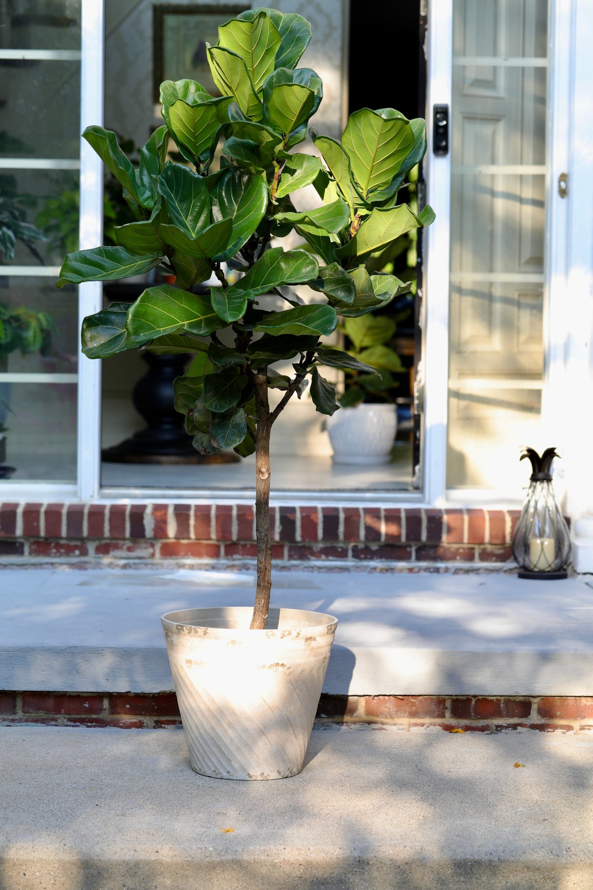 Fiddle Fig Tree Live Houseplant