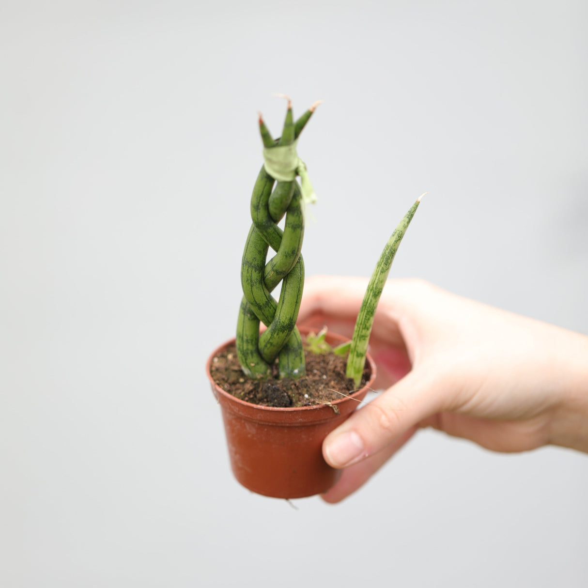 African Spear Braided Plant in a 2.5" Nursery Pot