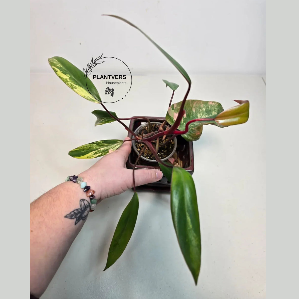 rare houseplant
Strawberry Shake