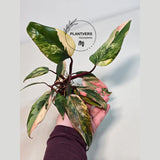 Rare Philodendron
Rooted Plant
Strawberry Shake
