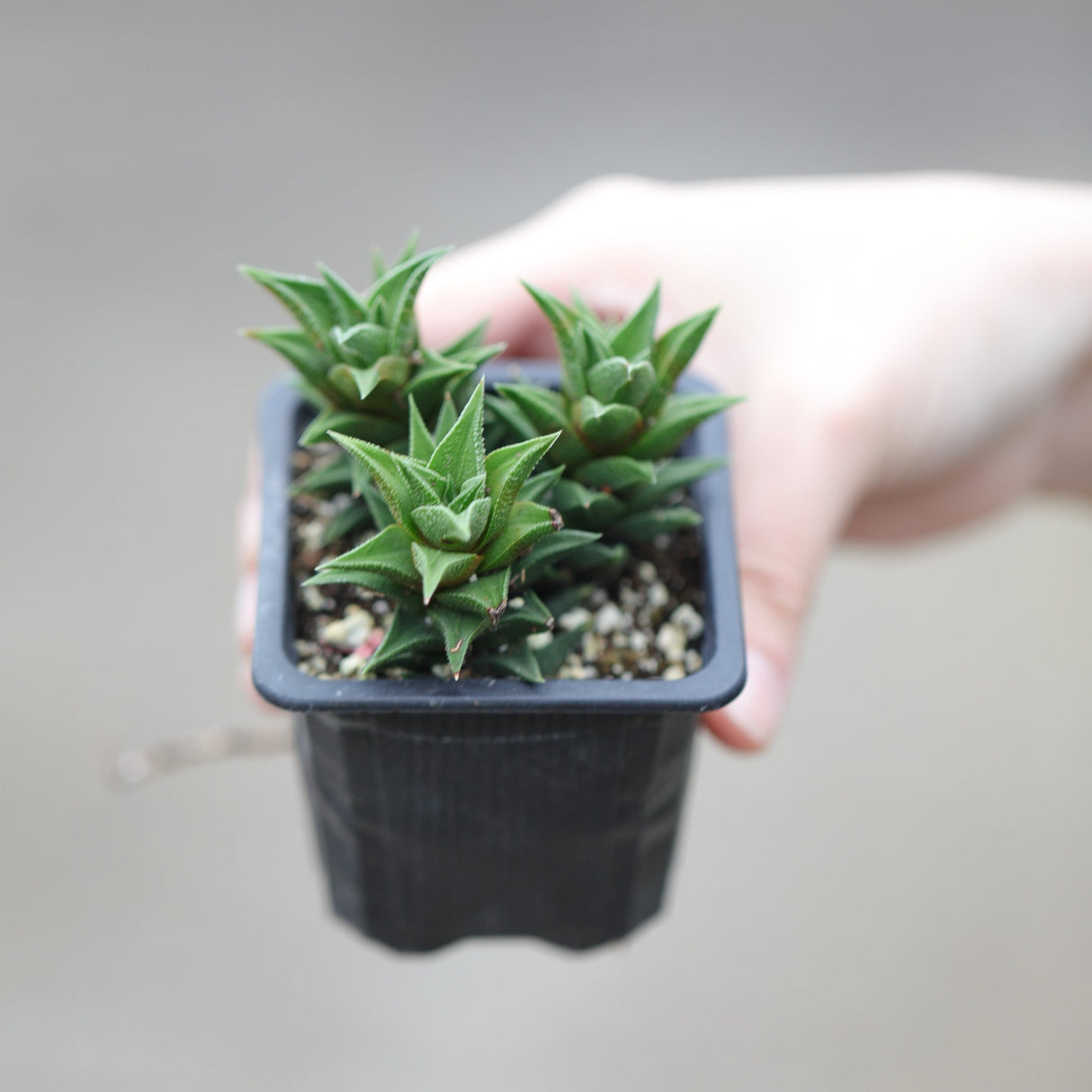 Haworthia Mirror Cactus in a 3" Nursery Pot