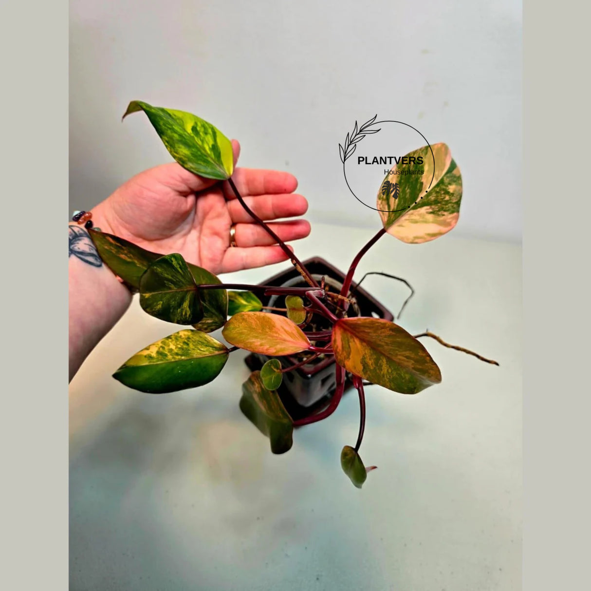 rare collector plant
Rooted Plant
Gift Houseplant