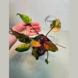 rare collector plant
Rooted Plant
Gift Houseplant