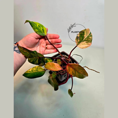 rare collector plant
Rooted Plant
Gift Houseplant