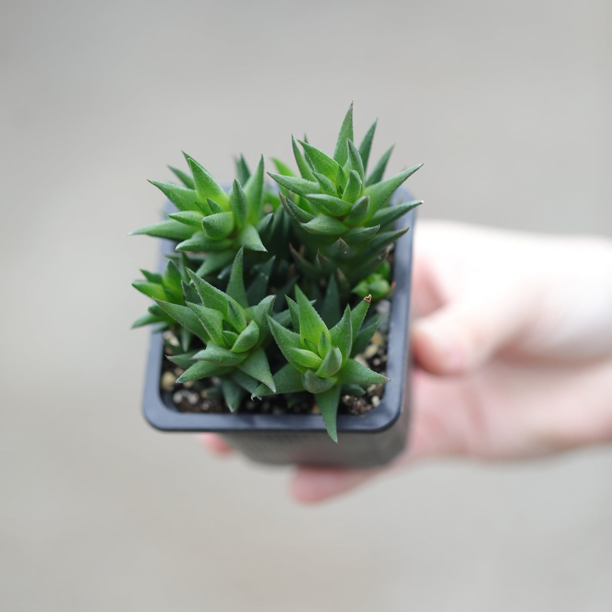 Haworthiopsis Marumiana in a 3" Nursery Pot