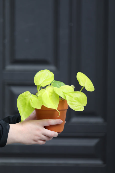 Lemon Lime Philodendron in a Nursery Pot