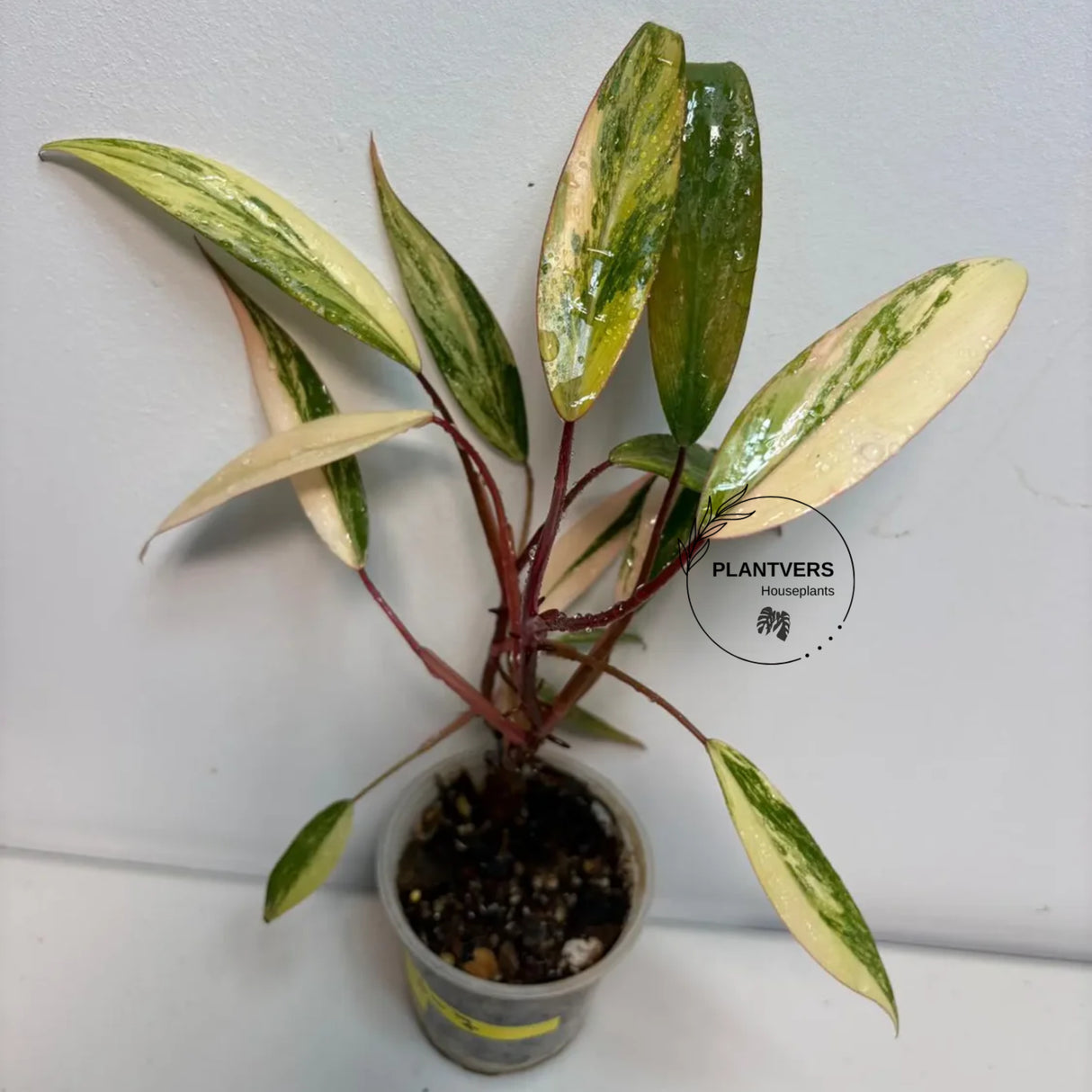 Rooted Plant
Strawberry Shake
rare collector plant