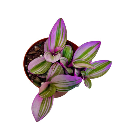 Rare Tradescantia Nanouk Lilac Plant | Rare Tradescantia Pot | Rare Pink Wandering Jew | Easy care hardy indoor houseplant in a nursery pot
