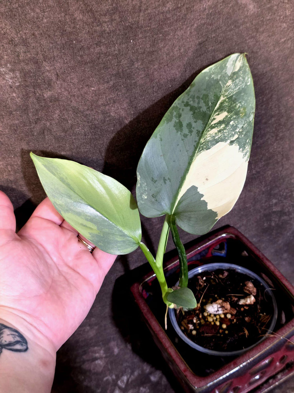 Philodendron Silver Sword Variegated - Rare Exact Plant - (June-21-68)