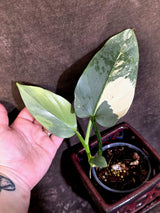 Philodendron Silver Sword Variegated - Rare Exact Plant - (June-21-68)