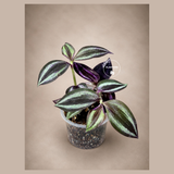 Purple Wandering Jew 3" - Tradescantia Plant - Wandering Dude Plant - Purple Heart Plant - Live Trailing Houseplant