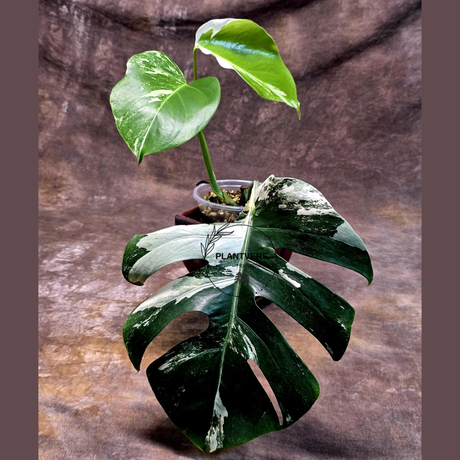 Variegated Monstera Albo - Rare Collector White Monstera Albo Borsigiana - Large Form - EXACT Plant - US Seller