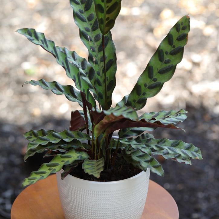 Calathea Lancifolia