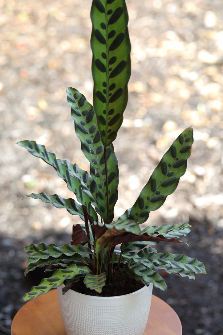 Rare Calathea Lancifolia in 5" Nursery Pot - Air purifier plant - Rare Houseplant