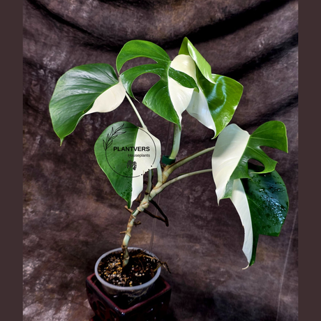 Variegated Monstera Albo - Rare Collector White Monstera Albo Borsigiana - Mature Plant - EXACT Plant - US Seller