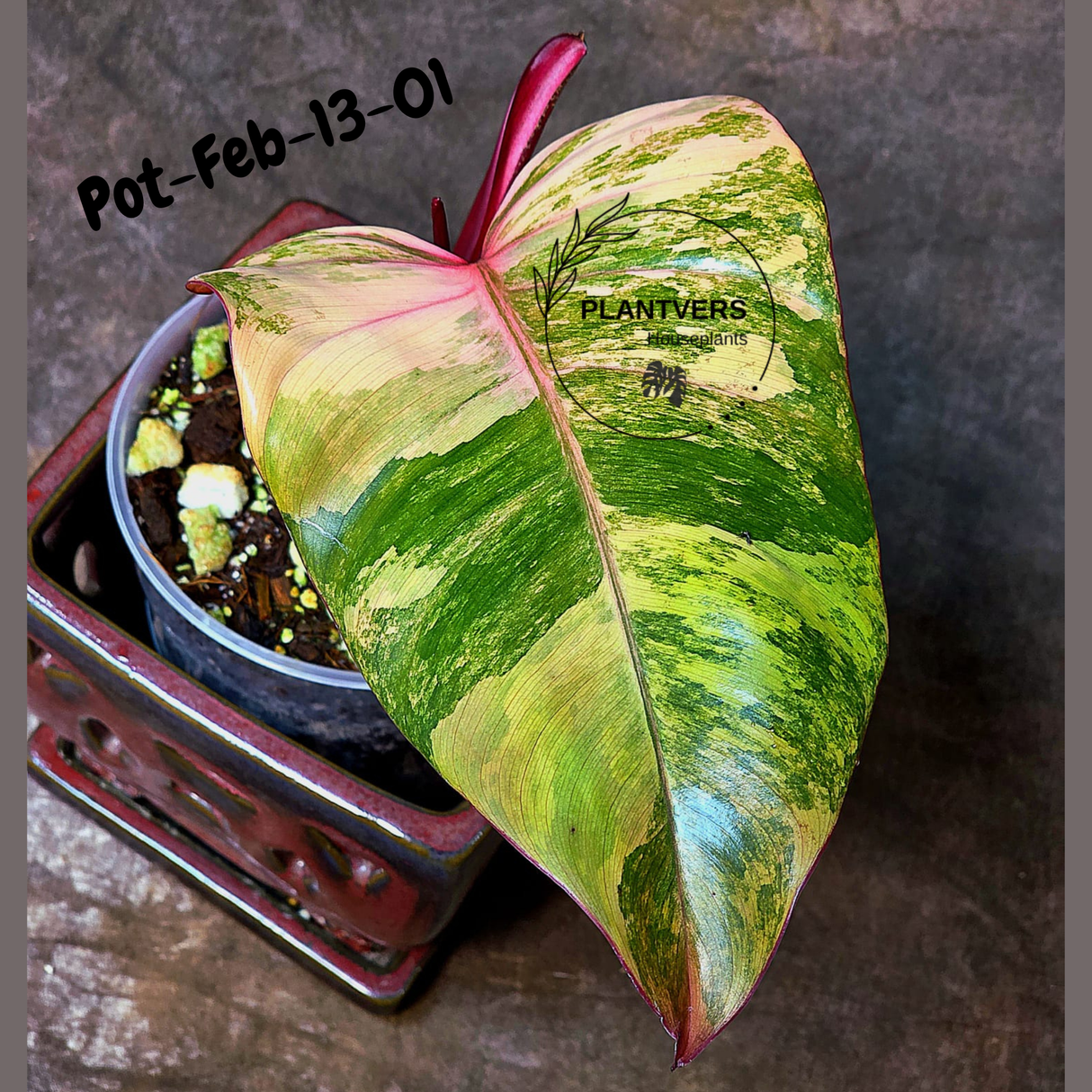 Philodendron Strawberry Shake High Variegated Live Plant - EXACT Same Plant - US Seller