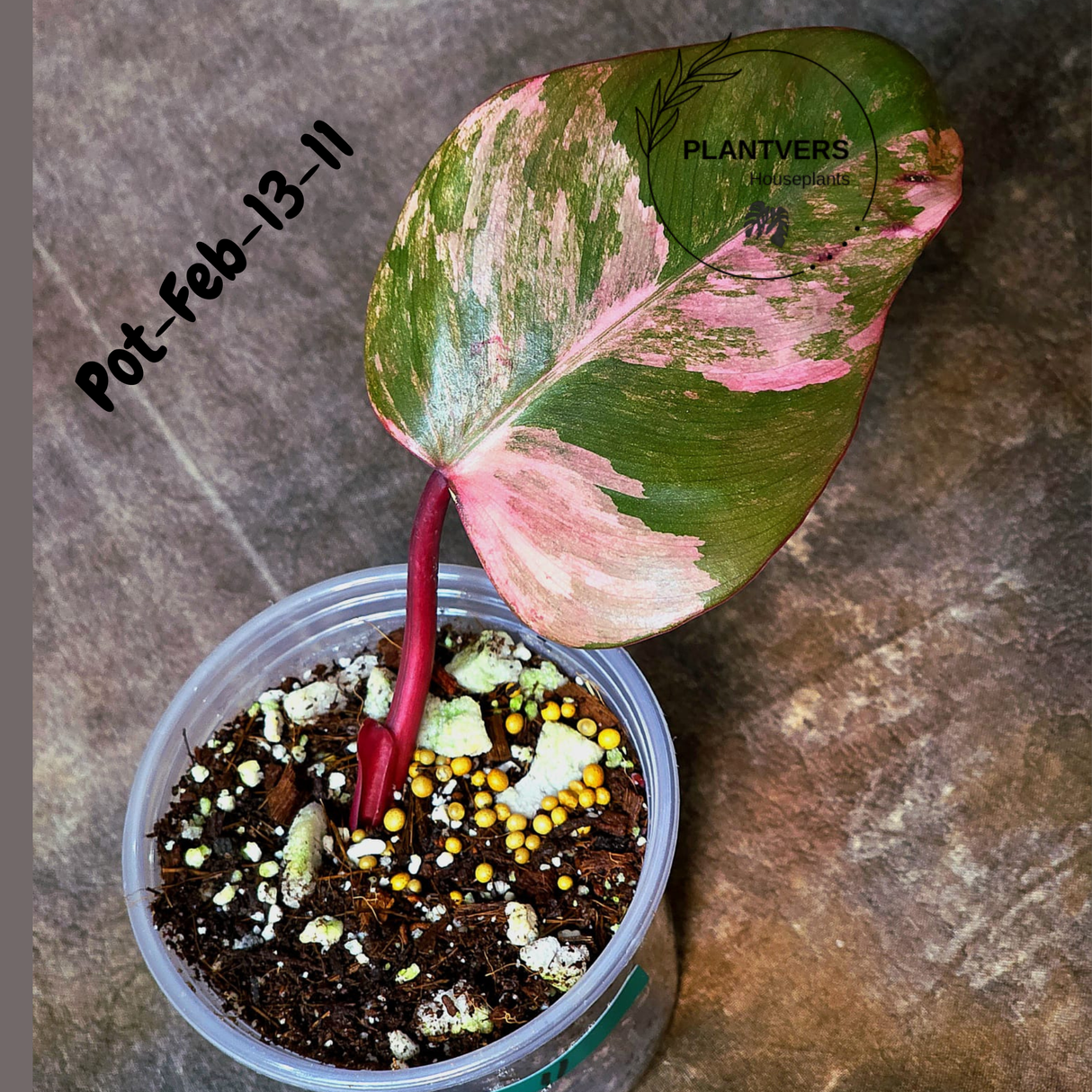 Philodendron Strawberry Shake High Variegated Live Plant - EXACT Same Plant - US Seller