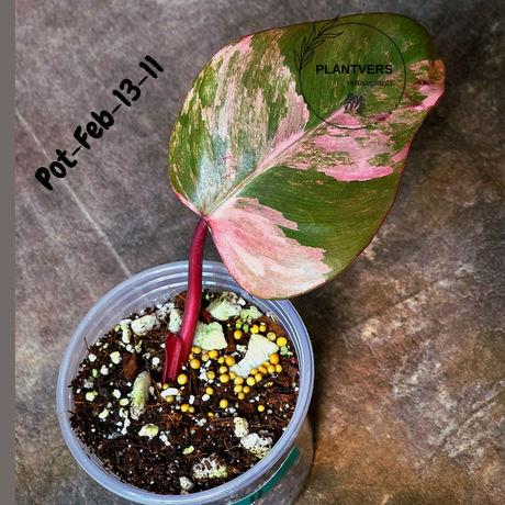 Philodendron Strawberry Shake High Variegated Live Plant - EXACT Same Plant - US Seller