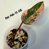 Philodendron Strawberry Shake High Variegated Live Plant - EXACT Same Plant - US Seller