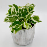 Live Pearls and Jade Pothos in a 4inch Nursery Pot