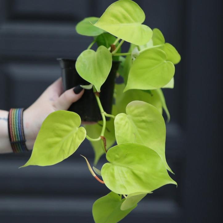 Heartleaf Lemon Lime Philodendron in a 3" Nursery Pot - Philodendron Cordatum - Low Light Indoor Plants  - Office Plant - Houseplant