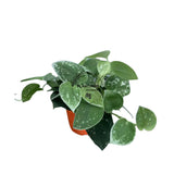 4” Silver Pothos (Wholesale Indoor Plant Case of 10 Pots)
