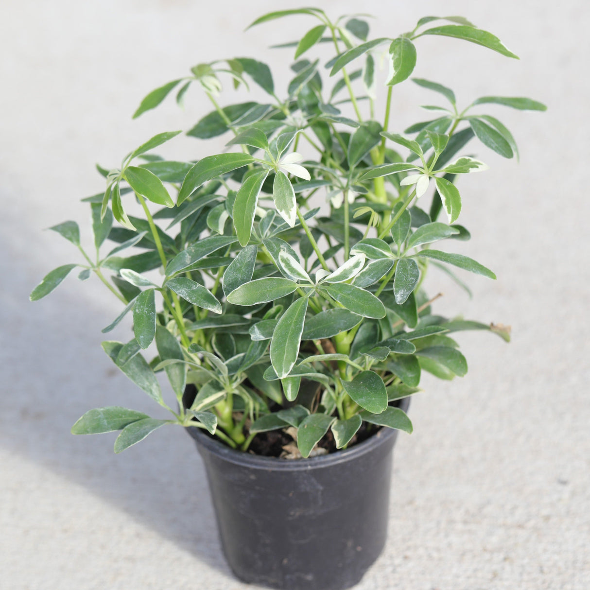 Schefflera Moondrop Variegated Umbrella Plant in a 3" Nursery Pot