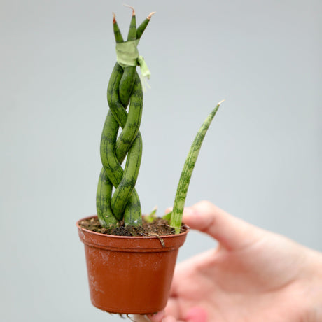 African Spear Braided Plant in a 2.5" Nursery Pot