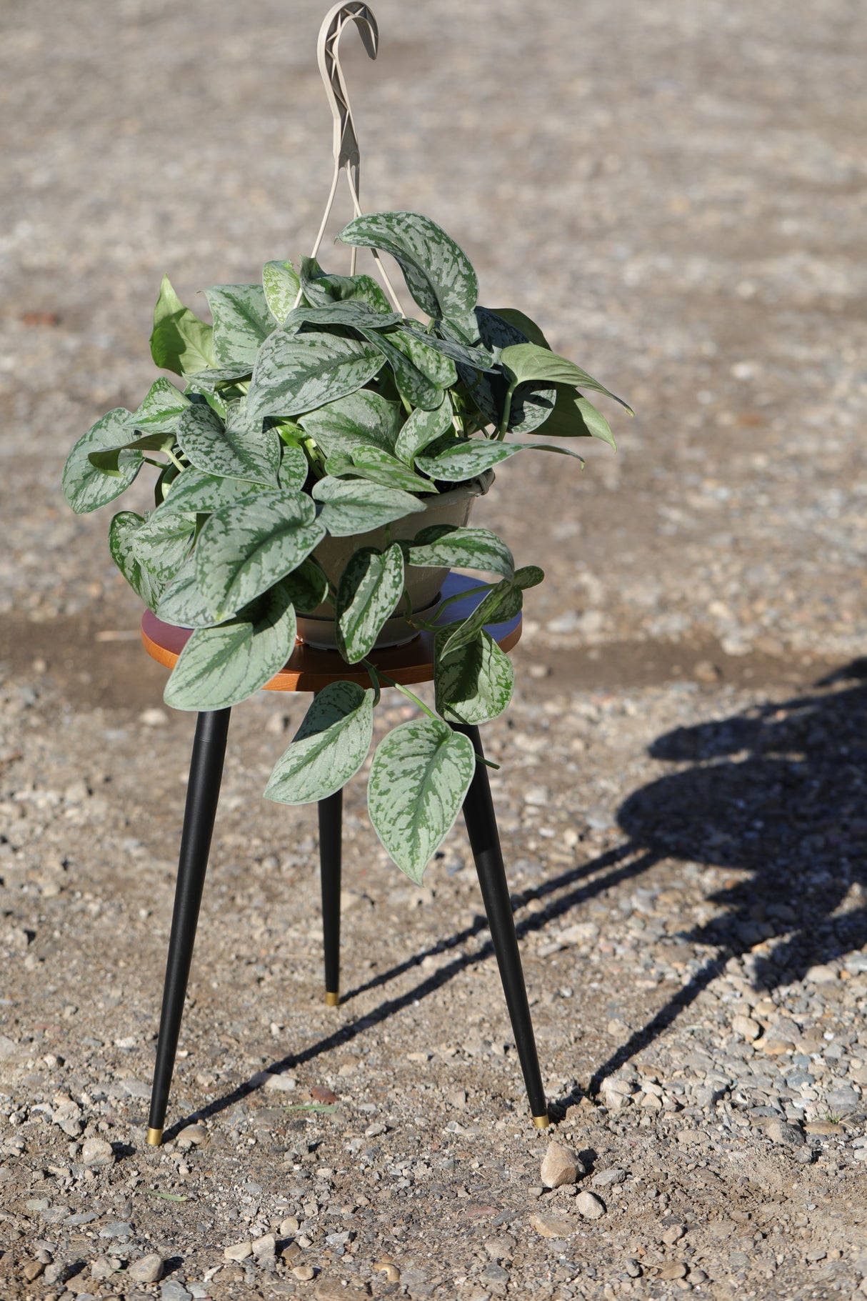 Silver Satin Pothos in a 8" Nursery - Scindapsus Pictus