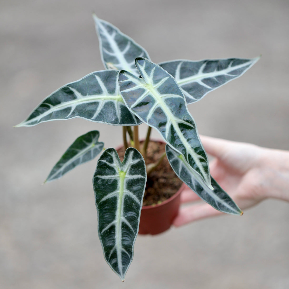 Alocasia Bambino Arrow in a 4" Nursery Pot