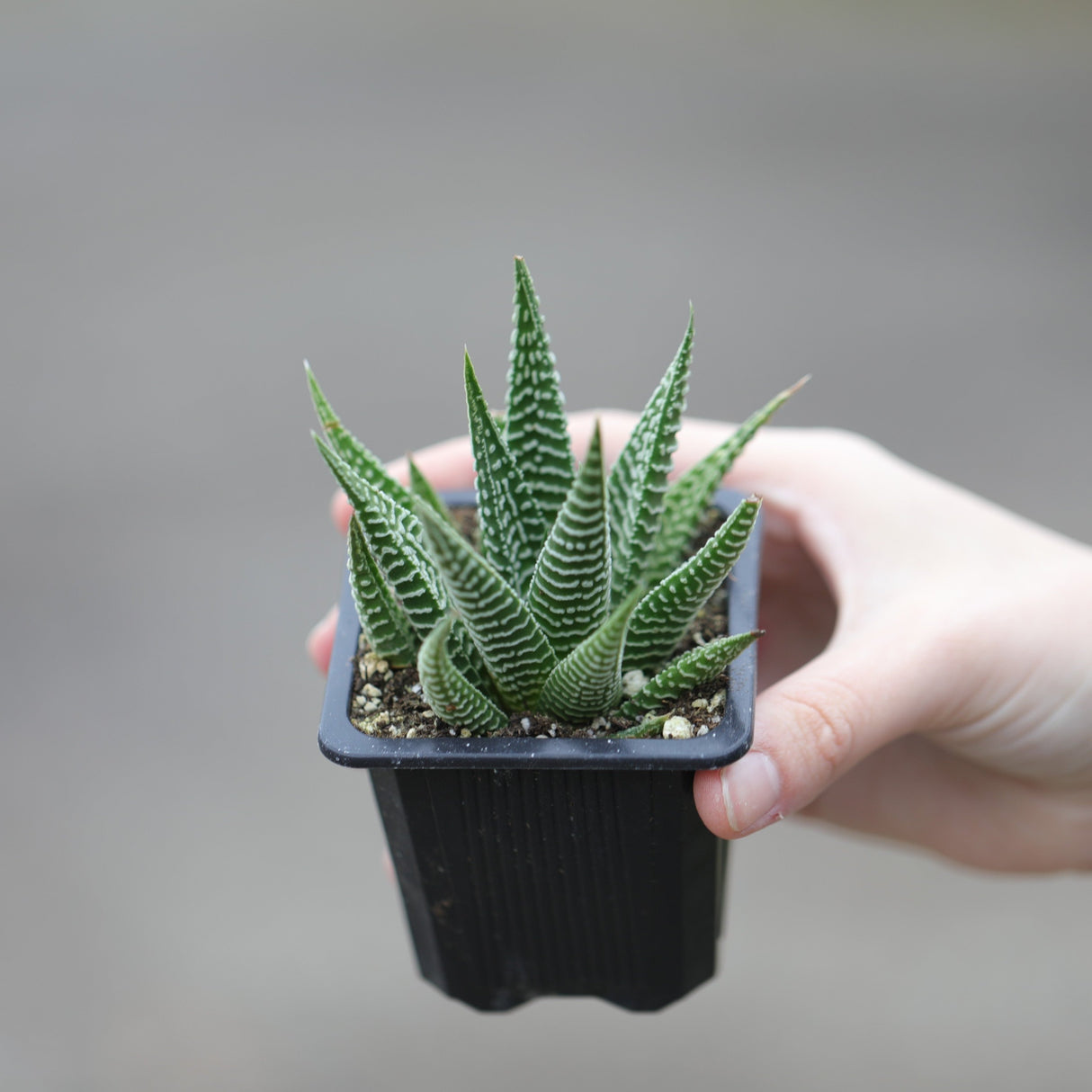 Haworthia Limifolia in a 3" Pot- Succulent Plant