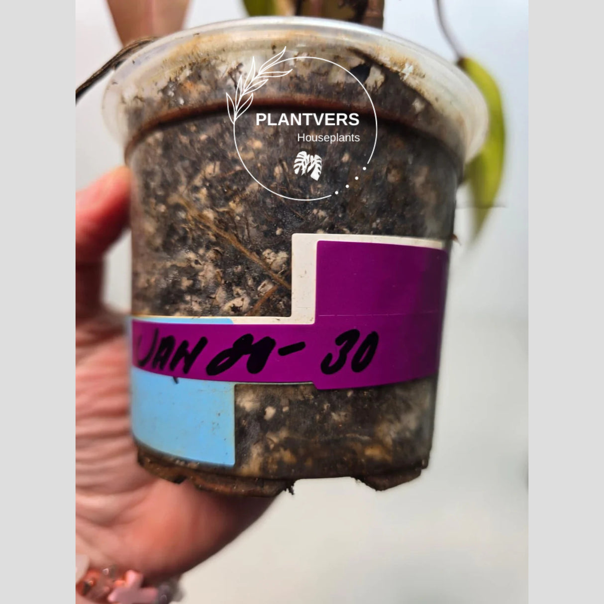 Live Indoor Plants
pink philodendron
Tropical Houseplant