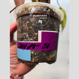 Live Indoor Plants
pink philodendron
Tropical Houseplant