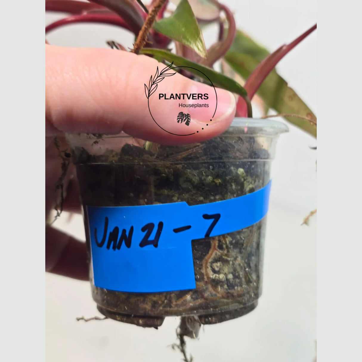 bright pink plant
Gift Houseplant
Variegated Plant
