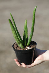 Aloe Vera Plant in a 4" Nursery Pot