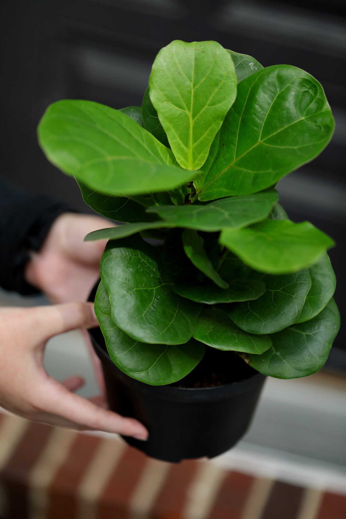 Fiddle Fig Tree Live Houseplant in a Nursery Pot