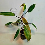 pink indoor plant
Rare Philodendron