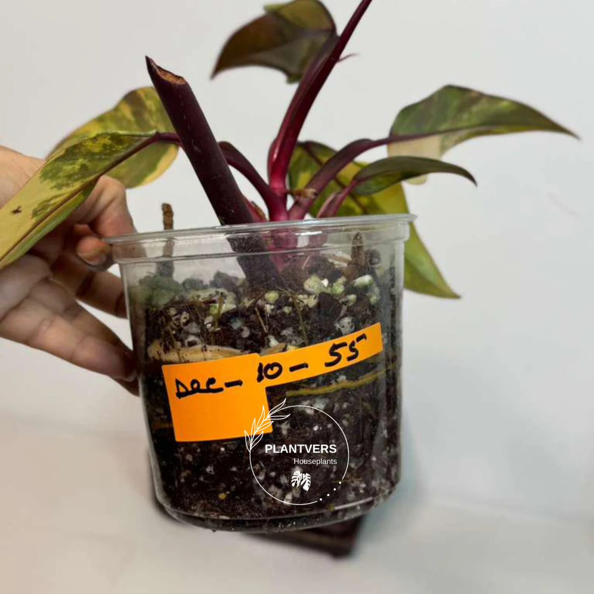 rare collector plant
Rare Philodendron
pink indoor plant
very rare plants
