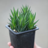 Haworthiopsis Marumiana in a 3" Nursery Pot