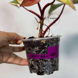 Rooted Plant
Strawberry Shake
rare houseplant