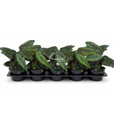 4” Calathea Ornata Pinstripe (Wholesale Indoor Plant Case of 10 Pots)