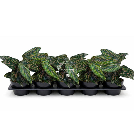 4” Calathea Ornata Pinstripe (Wholesale Indoor Plant Case of 10 Pots)
