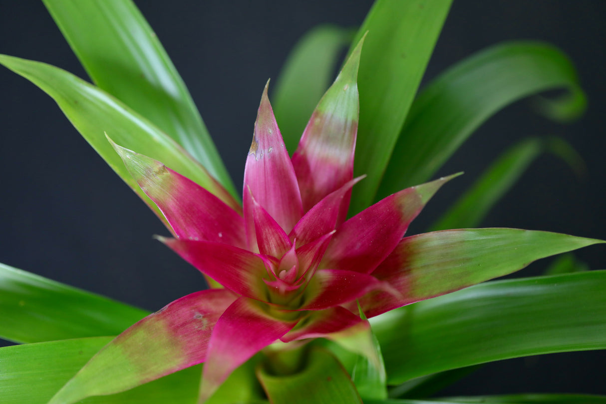 Bromeliad - Flowering Indoor Plant in a Nursery Pot - Houseplant with Flowers - New House Gift - Room Decor Live Plant - Gift Plant